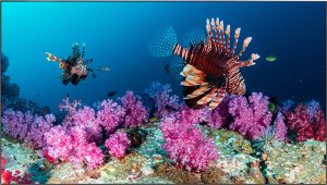 Информационная панель Elittech EliteBoard PK555FCLN, для видеостен, 55" FHD, суммарная толщина рамок 3.5 мм Информационная панель Elittech EliteBoard PK555FCLN, для видеостен, 55" FHD, суммарная толщина рамок 3.5 мм