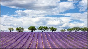 Информационная панель Elittech EliteBoard PK555FDLN, для видеостен, 55" FHD, суммарная толщина рамок 1.8 мм Информационная панель Elittech EliteBoard PK555FDLN, для видеостен, 55" FHD, суммарная толщина рамок 1.8 мм