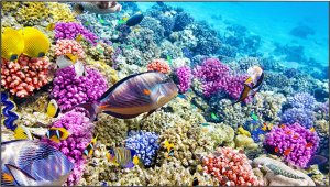 Информационная панель Elittech EliteBoard BK557FFLE, для видеостен, 55" FHD, суммарная толщина рамок 0.88 мм Информационная панель Elittech EliteBoard BK557FFLE, для видеостен, 55" FHD, суммарная толщина рамок 0.88 мм